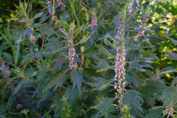 Motherwort close-up