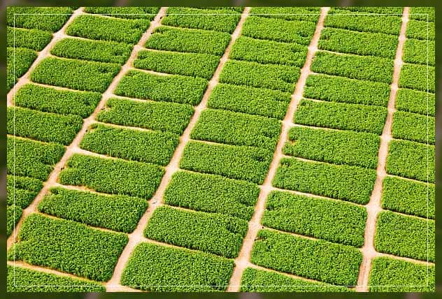 Plantation farming 4