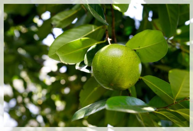 black sapote