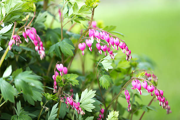 bleeding heart