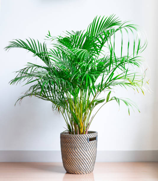 chamaedorea elegans