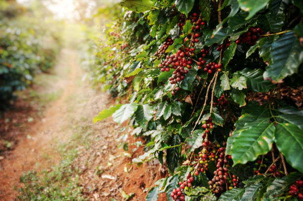 coffee tree 2