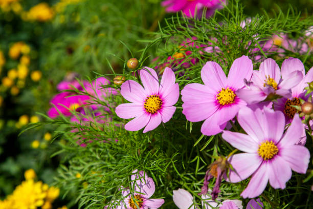 Pink and white cosmos flowers in full bloom