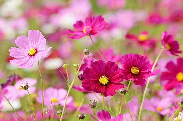 Garden bed of mixed cosmos varieties