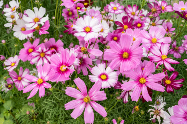 cosmos flower