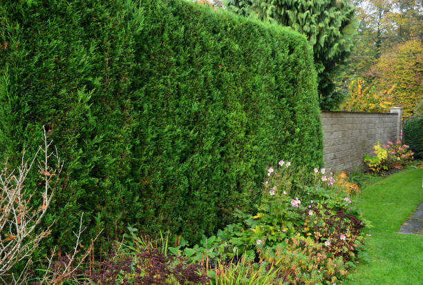 Leyland cypress privacy hedge