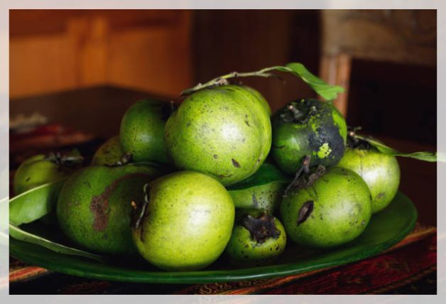 Freshly harvested black sapote fruits with green skin