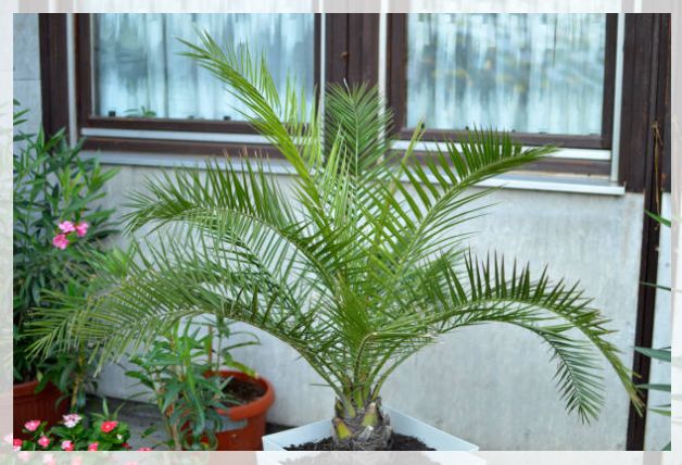 Young date palm growing in a container