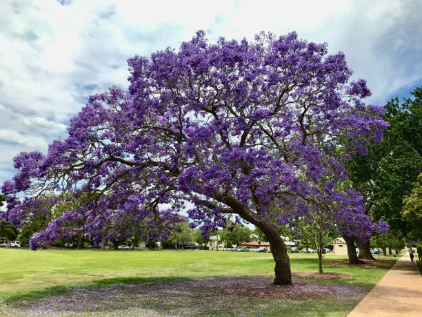 Jacaranda tree blooming with lavender flowers