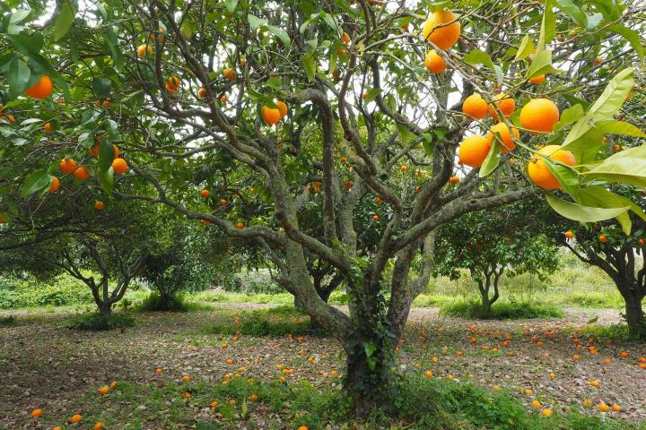 how citrus greening affects trees
