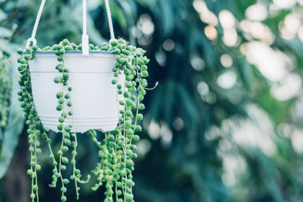 string of pearls 1