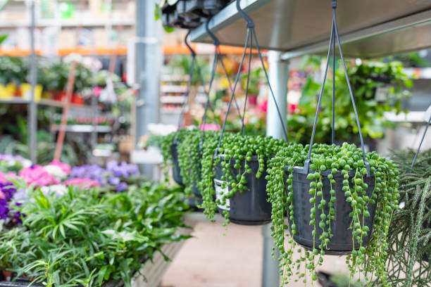 string of pearls 2