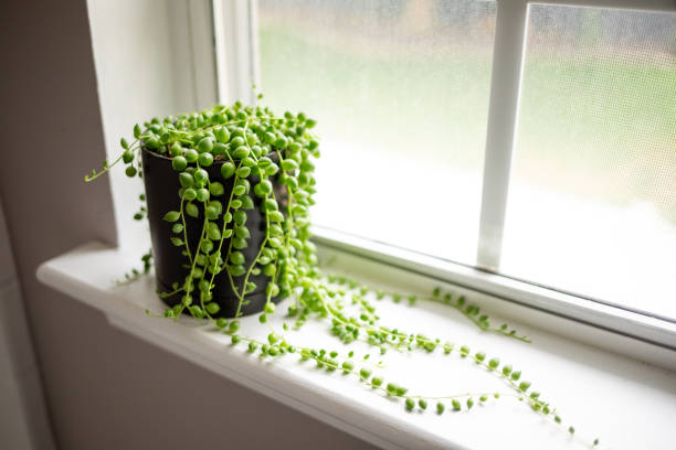 string of plants