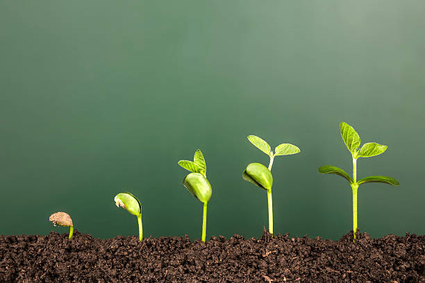 Stages of plant growth 1