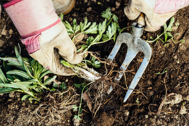 Why is weeding necessary 1