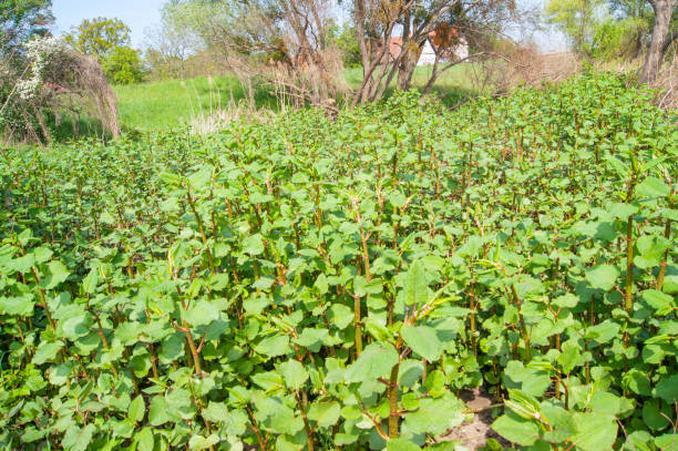 Why is weeding necessary 3