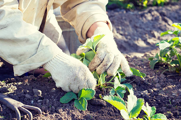 Why is weeding necessary 5