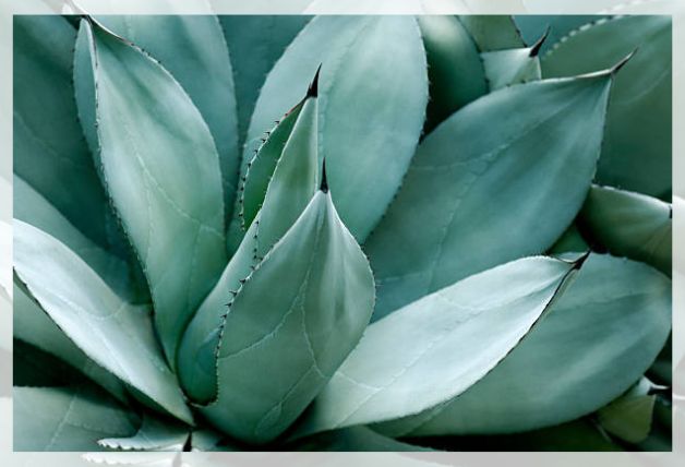 agave americana