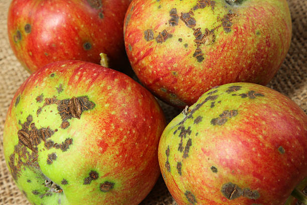 apple scab on tree