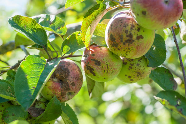 lifecycle illustration of apple scab