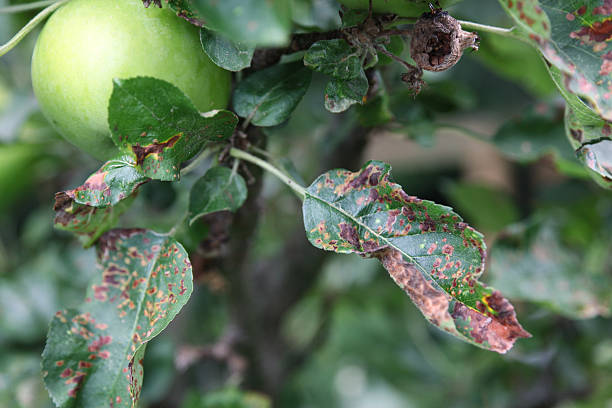 apple scab