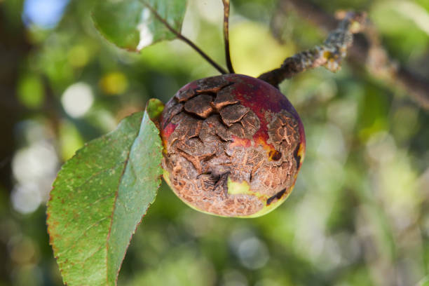 damage from apple scab