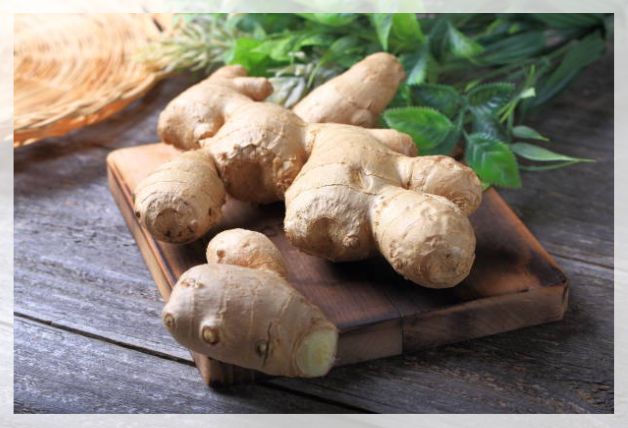 Freshly harvested ginger rhizomes