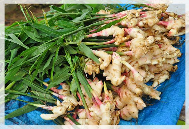 Close-up of ginger foliage in dappled shade