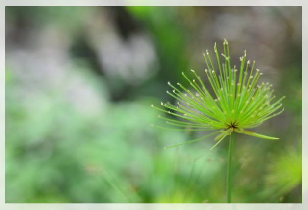 papyrus plant