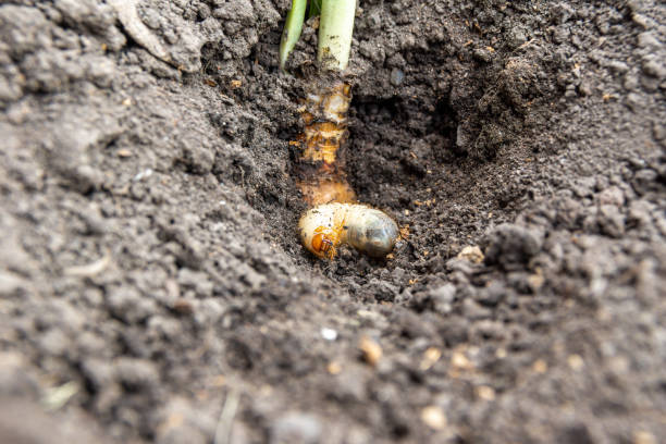 root maggots 2