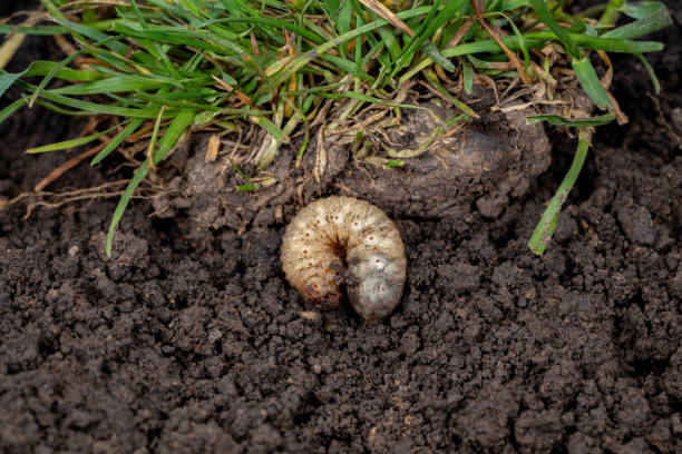 Detailed illustration of Japanese Beetle life cycle stages