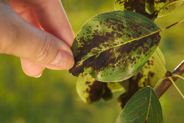symptoms of apple scab