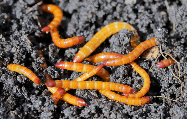 wireworm